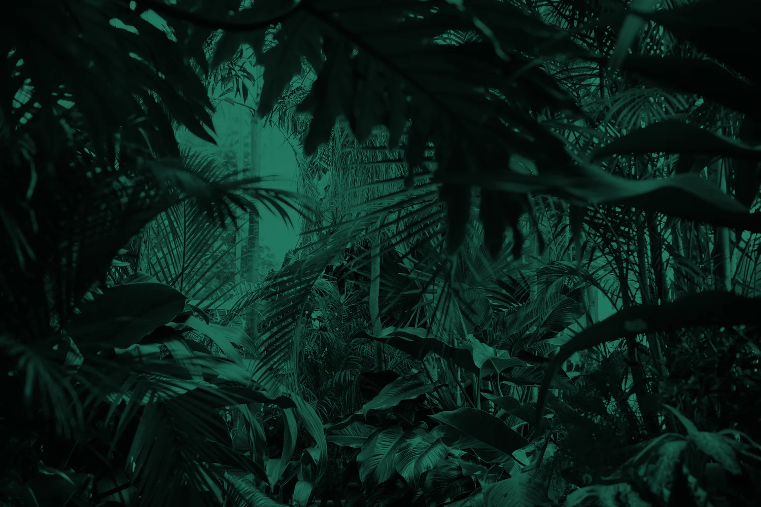 A deep green tropical jungle canopy — symbol of disconnecting to reconnect